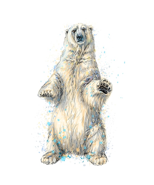 Orso polare astratto seduto da una spruzzata di acquerello, schizzo disegnato a mano. illustrazione di vernici