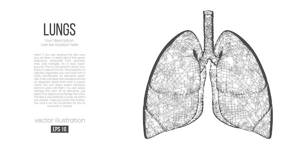 Vector abstract polygonal silhouette of lungs