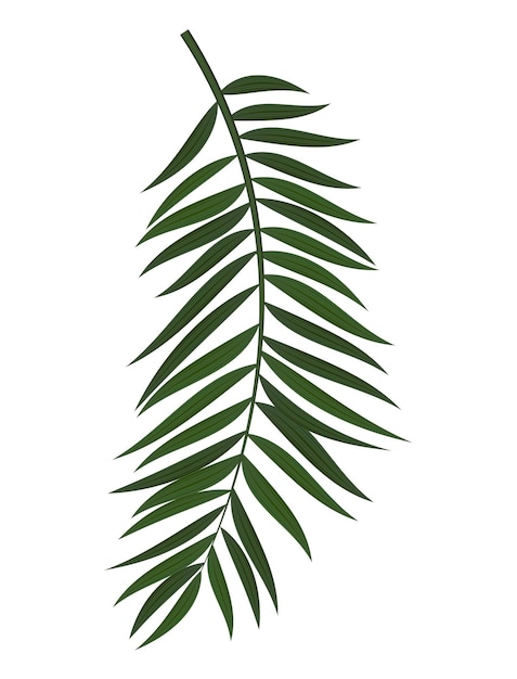 Abstract Realistic Green Palm Leaf. Design Element.