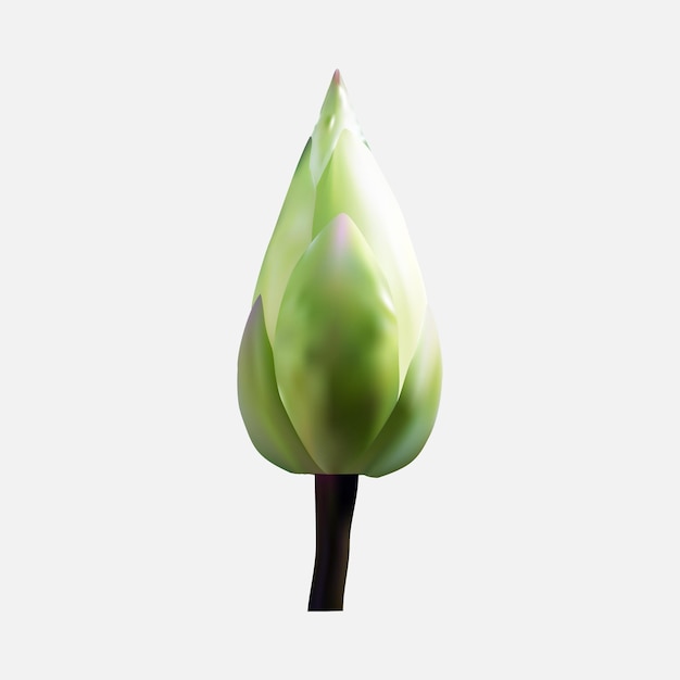 Abstract vector beautiful green lotus bud isolated on the white background