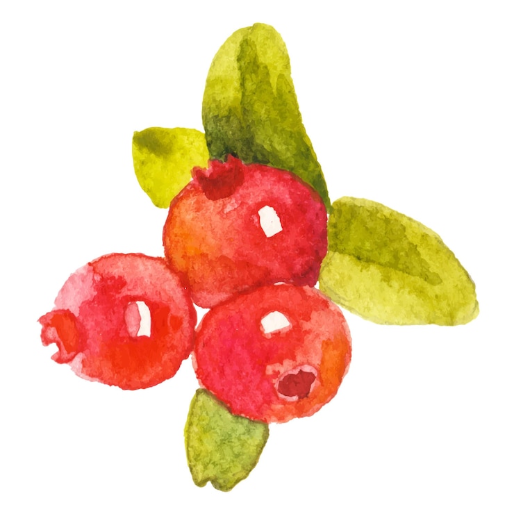 Vector abstract vector watercolor illustration of autumn cranberry hand drawn nature design elements isolated on white background