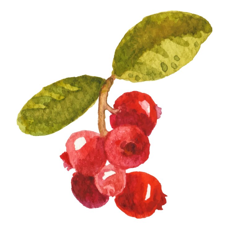 Vector abstract vector watercolor illustration of autumn cranberry hand drawn nature design elements isolated on white background
