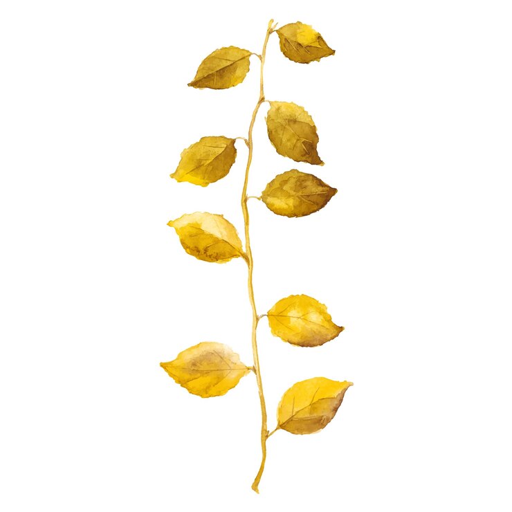 Vector abstract vector watercolor illustration of autumn leaves hand drawn nature design elements isolated on white background