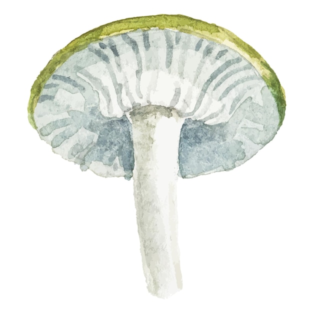 가 버섯의 추상 벡터 수채화 그림 손으로 그린 자연 디자인 요소 흰색 배경에 고립