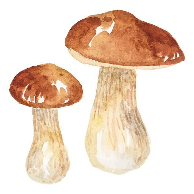 가 버섯의 추상 벡터 수채화 그림 손으로 그린 자연 디자인 요소 흰색 배경에 고립