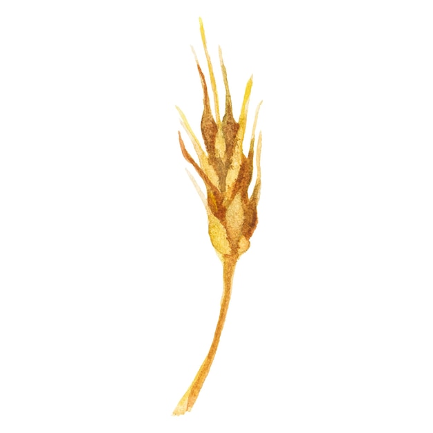 Абстрактная векторная акварельная иллюстрация осенней пшеницы Ручной рисунок элементов дизайна природы изолирован на белом фоне