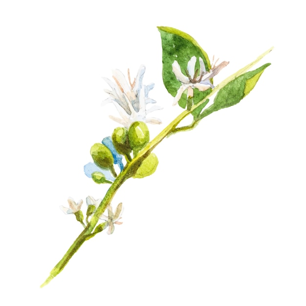 Вектор Абстрактная векторная акварельная иллюстрация цветка кофейного дерева ручной рисунок элементов дизайна природы изолирован на белом фоне