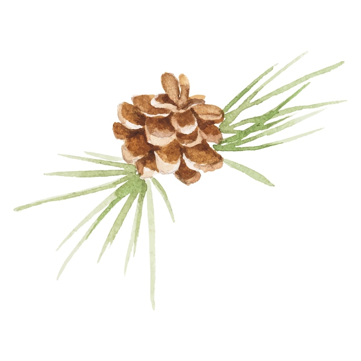 Vector abstract vector watercolor illustration of pine cone hand drawn nature design elements isolated on white background