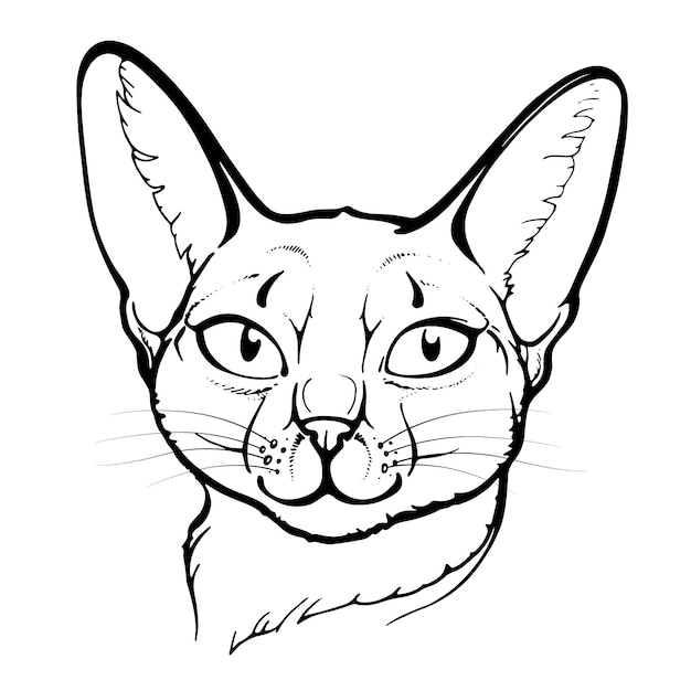 Vector abyssinian cat portrait