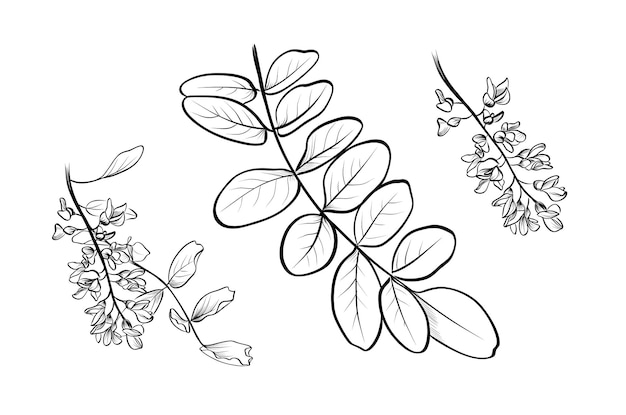 Acacia branch with flowers botanical vector