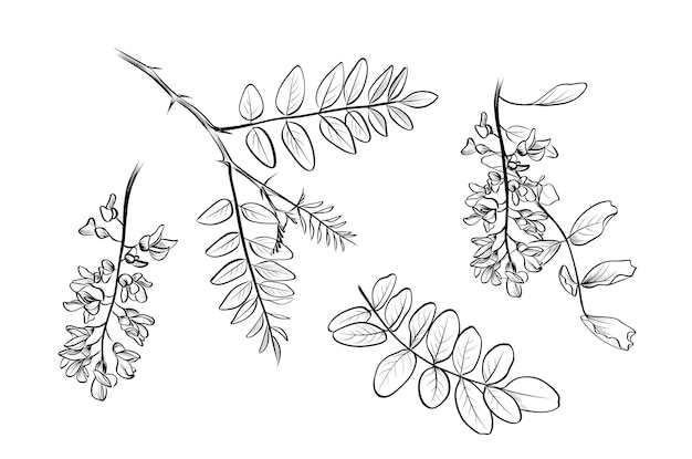 Acacia flowers and leaves sketch set vector