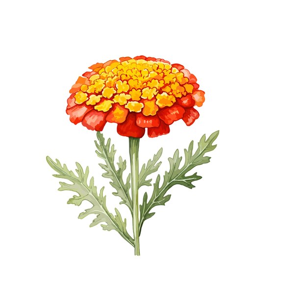 Vector achillea bloem vector clipart illustratie met geïsoleerde achtergrond