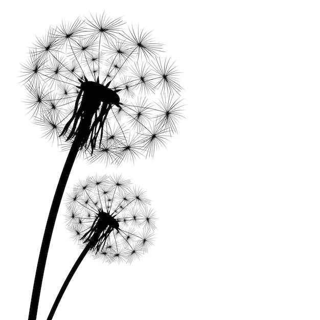 Vector achtergrond dandelion vervaagde silhouetten