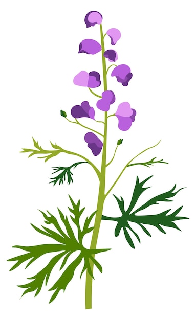 벡터 꽃 야생화 또는 잔디에 aconite 꽃