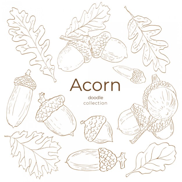 Vector acorn doodle collection