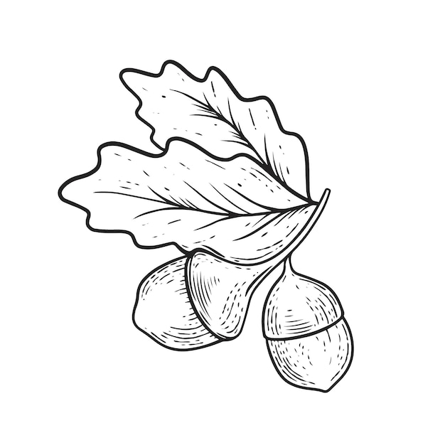 Vector acorn handgetekende zwarte kleur schets gravure stijl.