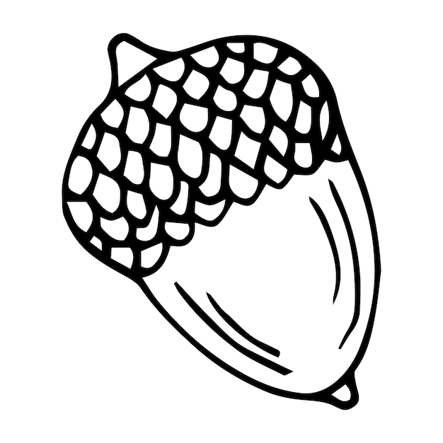 Vector acorn isolated sketch drawing on white.