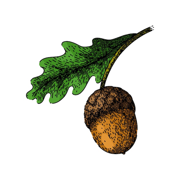 Vector acorn nut green leaf sketch hand drawn vector