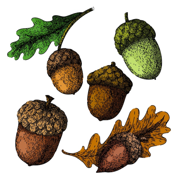 Vector acorn nut set sketch hand drawn vector