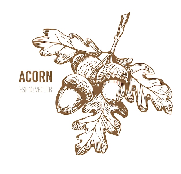 Acorn oak leaf sketch vector illustrtation transparent background