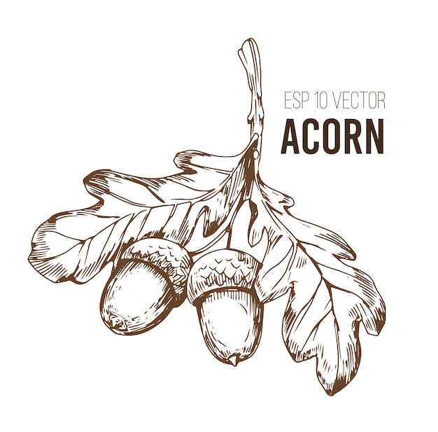 Acorn oak leaf Sketch vector illustrtation Transparent background