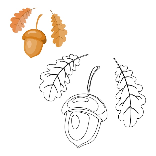 Ghianda e foglie di quercia su uno schizzo di sfondo bianco per la colorazione e l'illustrazione. stampa autunnale