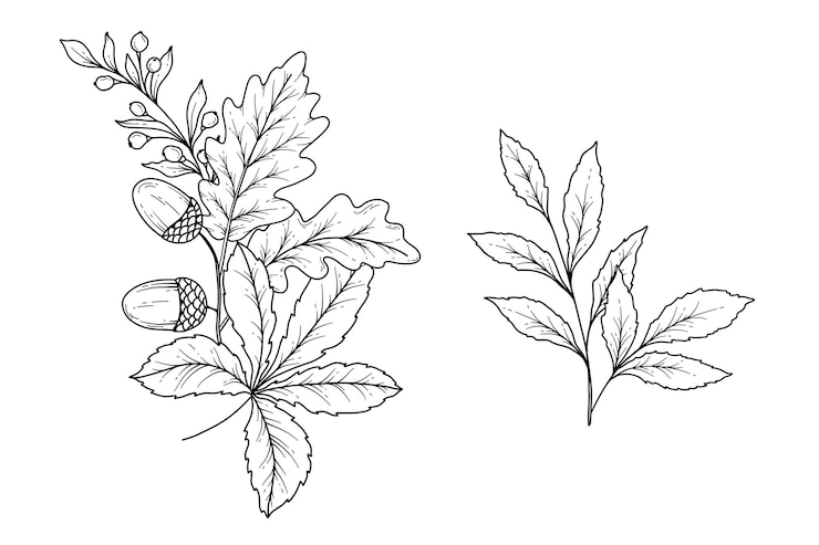 Vector acorn outline illustration line art acorns
