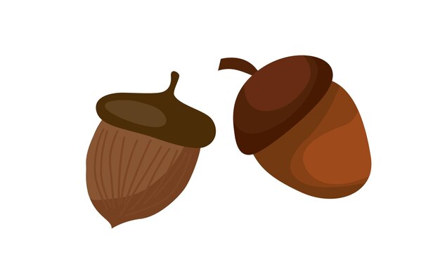 Acorn vector set Oogstfestival Thanksgiving concept Farm Biologisch voedsel Platte vector cartoon