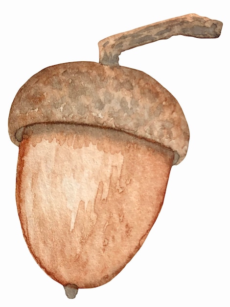 Vector acorn vector watercolor botanical illustration