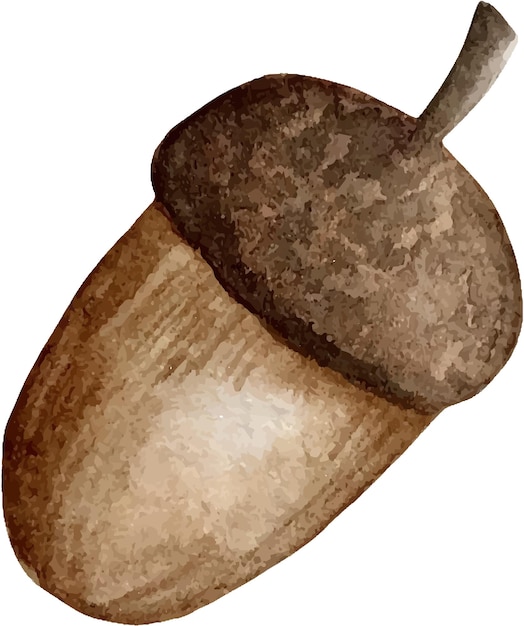 Vector acorn vector