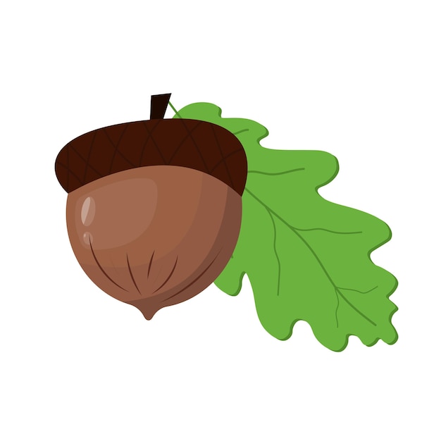 Vector acorn with oak leaves