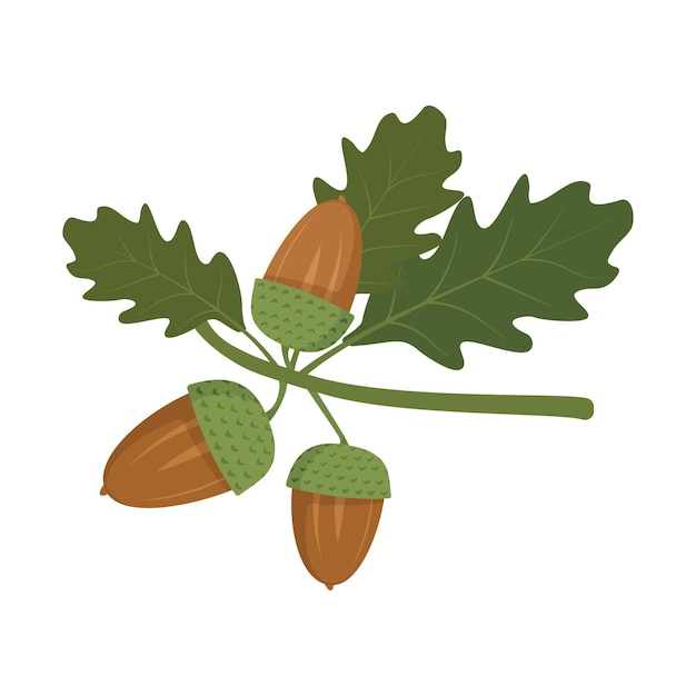 Vector acorns and green oak leaves on a branch forest autumn fruits