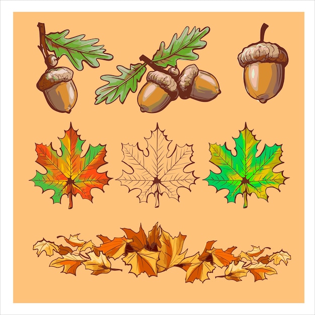 Желуди, листья разного цвета, ветки. Набор красочных осенних элементов. Векторная иллюстрация. Осенний фон баннера.