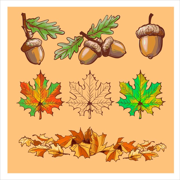 Вектор Желуди, листья разного цвета, ветки. набор красочных осенних элементов.