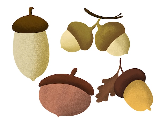 Acorns set. Acorns vector collection