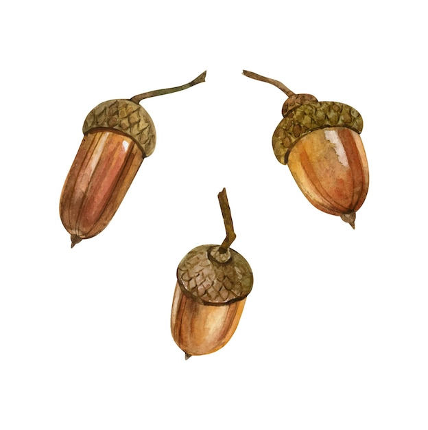 Acorns set watercolor hand drawn vector illustration isolated on white background