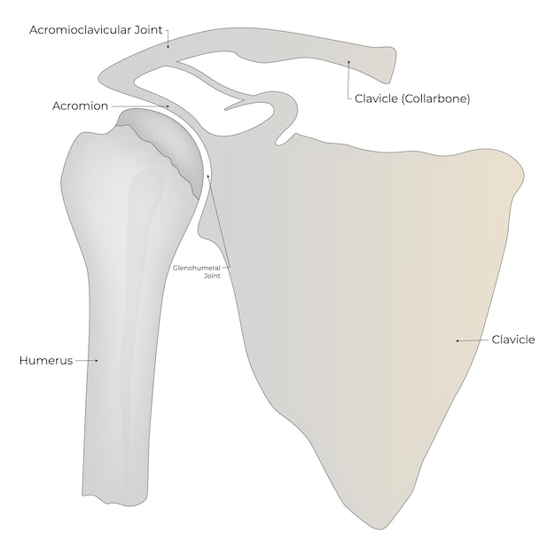 Vector acromioclavicular jont acromion clavicle collarbone clavicle humerus glenohumeral joint