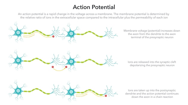 Action Membrane Potential science vector illustration diagram