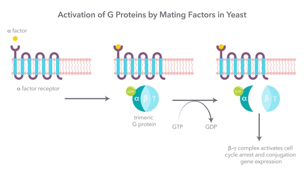 Вектор Активация тримерных g-белков с помощью факторов спаривания в иллюстрации вектора дрожжей