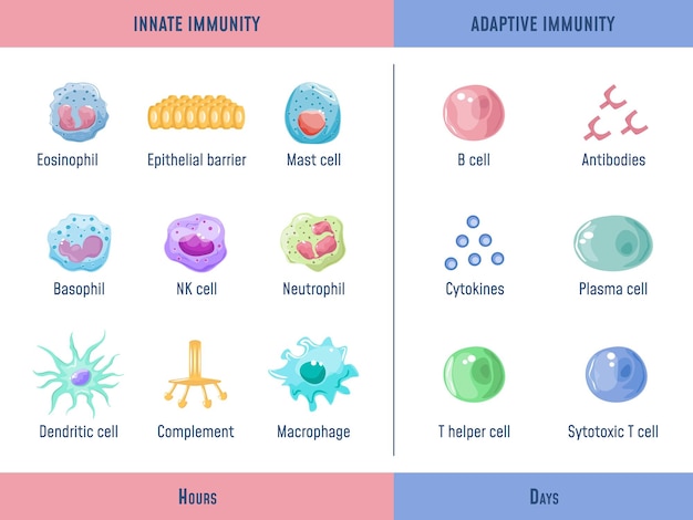 Adaptief immuunsysteem cellen aangeboren immuniteit complementeer eiwit anatomisch delingsdiagram met lymfoïde cel medische grafische exacte vectorillustratie