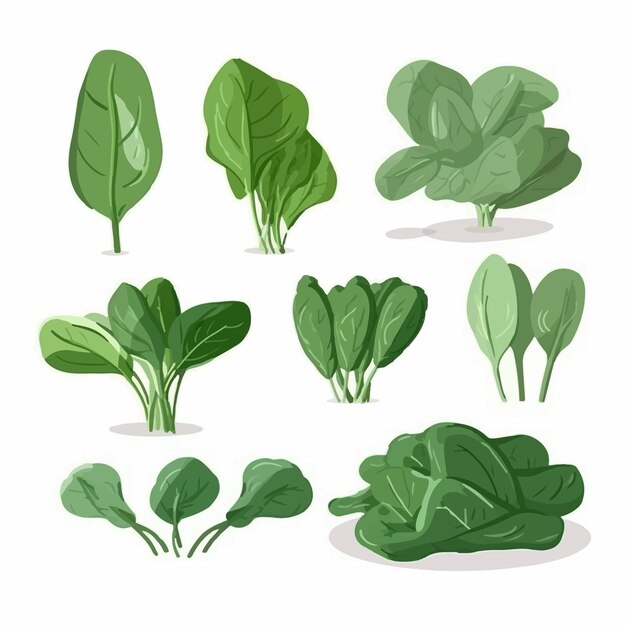 Vettore aggiungi un tocco di verde ai tuoi progetti con queste immagini vettoriali realistiche di spinaci