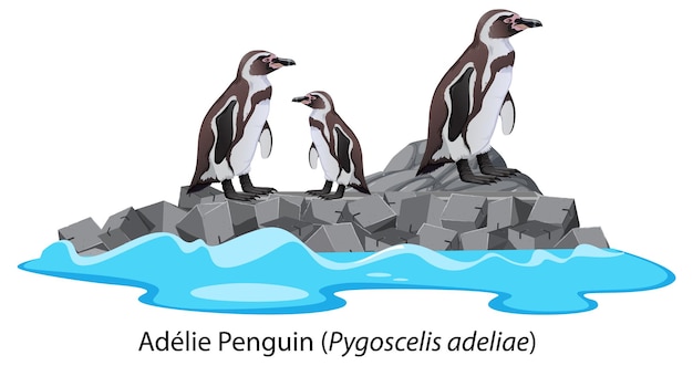 Vector adelie penguin cartoon on the rock
