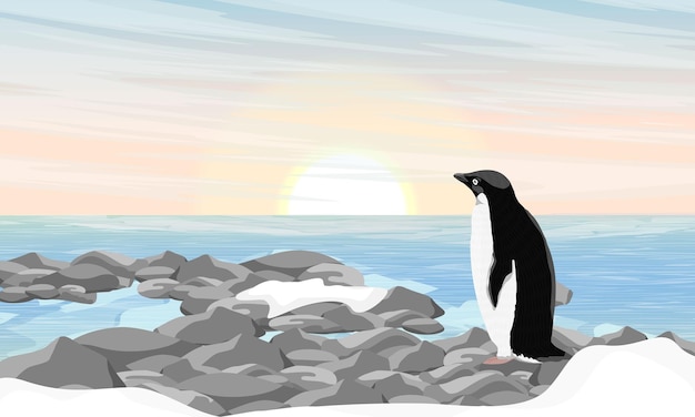 Adelie Penguin stands on rocks on shore and looks out to ocean Birds of the South Pole