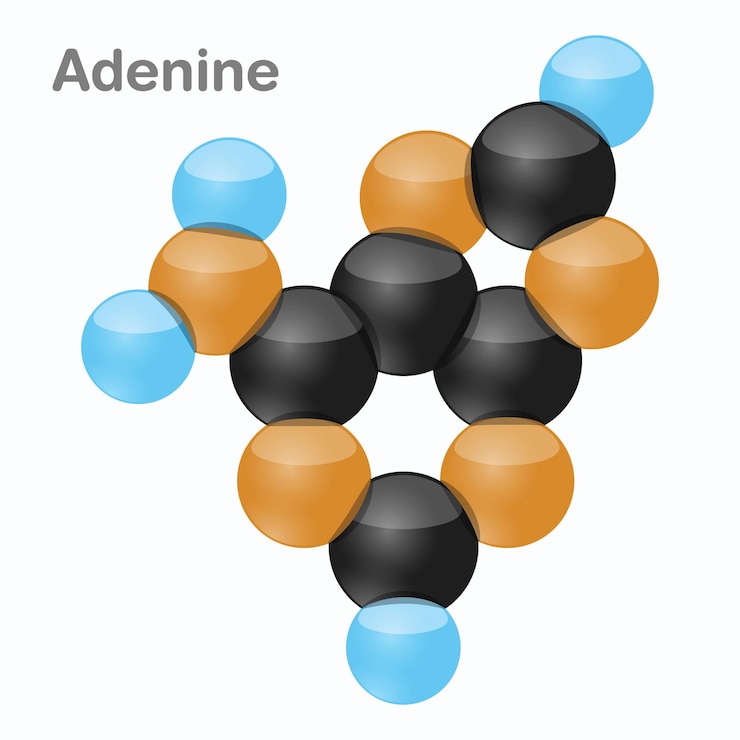 Vector adenine hexnut dna nucleotide pyrimidine nucleobase molecule 3d illustration