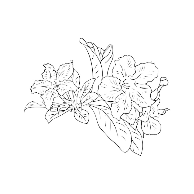 Vector adenium flower sketch in black and white style