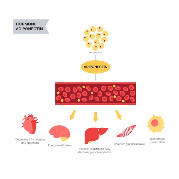 Illustrazione infografica dell'ormone adiponectina tessuto grasso nelle cellule adipociti del corpo umano