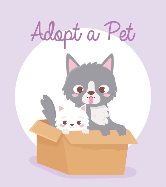 Adopt a pet, cute gray and white cats in the box  illustration