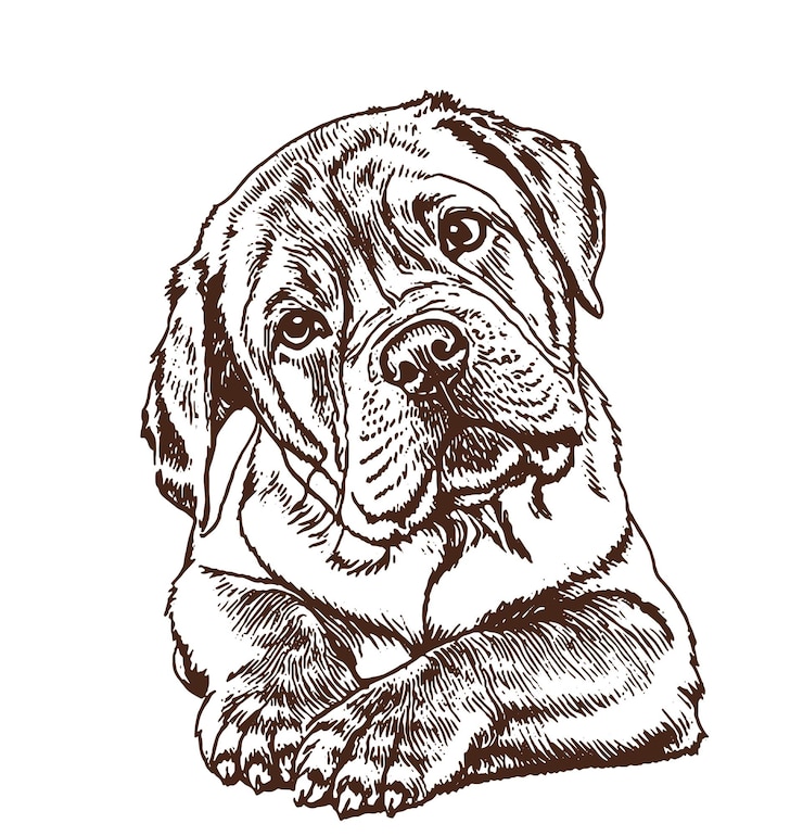 Vector adorable cane corso mix puppy sketch logo illustration white background