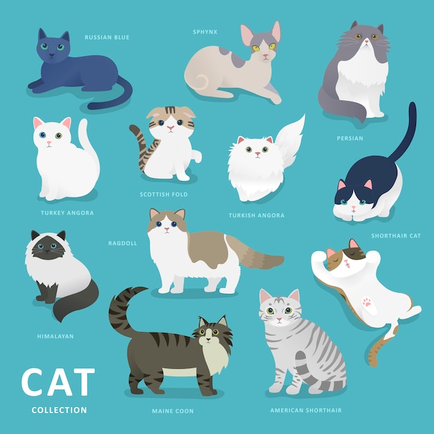 Vector adorable cat breeds collection in flat style