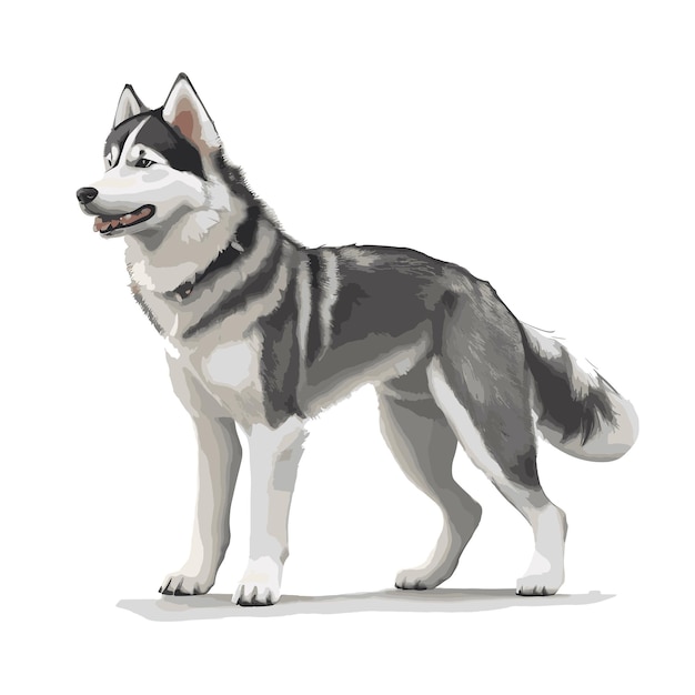 Adorable Husky Pup Vector Drawing Premium kwaliteit illustratie voor gratis bewerken